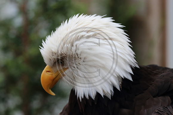Alaskan Raptor Center