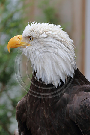 Alaskan Raptor Center
