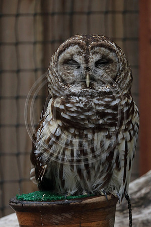 Alaskan Raptor Center