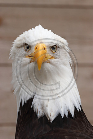 Alaskan Raptor Center
