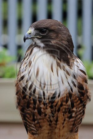Alaskan Raptor Center