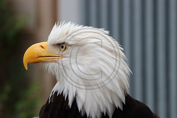 Alaskan Raptor Center