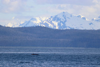 Icy Strait Point, Whale & Mammals