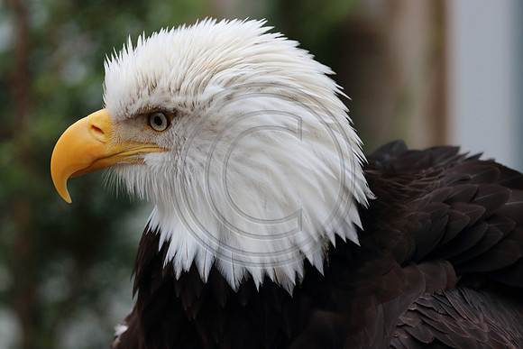 Alaskan Raptor Center