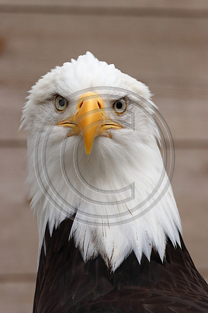 Alaskan Raptor Center