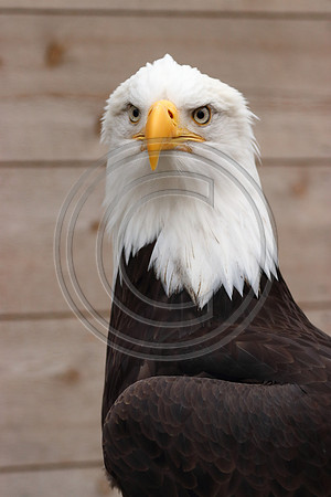 Alaskan Raptor Center