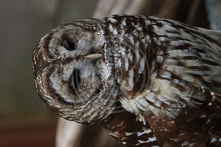 Alaskan Raptor Center