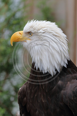 Alaskan Raptor Center