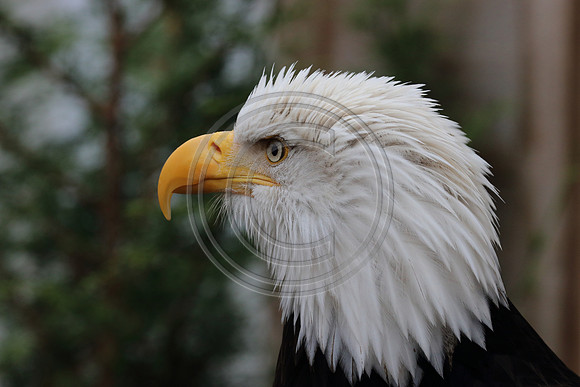 Alaskan Raptor Center