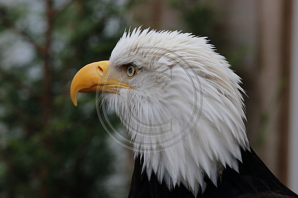 Alaskan Raptor Center