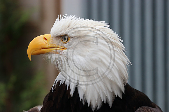 Alaskan Raptor Center