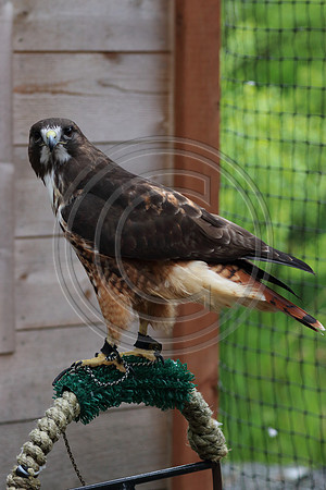 Alaskan Raptor Center