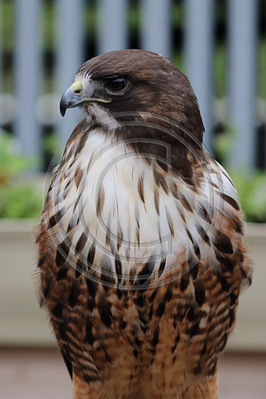 Alaskan Raptor Center