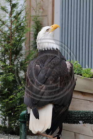 Alaskan Raptor Center