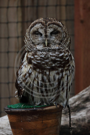 Alaskan Raptor Center