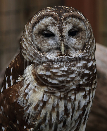Alaskan Raptor Center