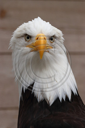 Alaskan Raptor Center