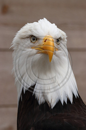 Alaskan Raptor Center