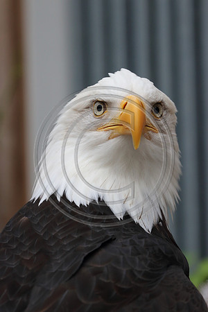 Alaskan Raptor Center