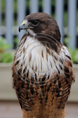 Alaskan Raptor Center