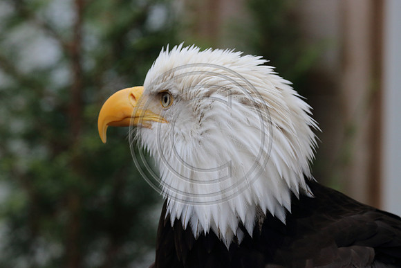 Alaskan Raptor Center