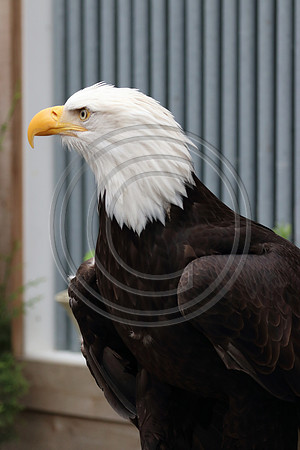 Alaskan Raptor Center