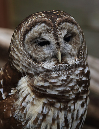 Alaskan Raptor Center