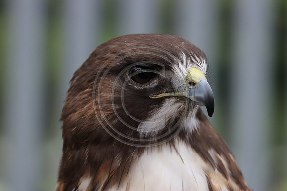 Alaskan Raptor Center