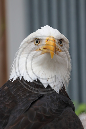 Alaskan Raptor Center