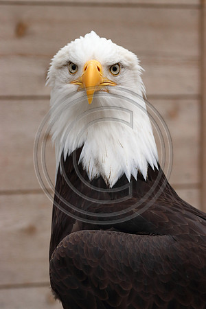 Alaskan Raptor Center