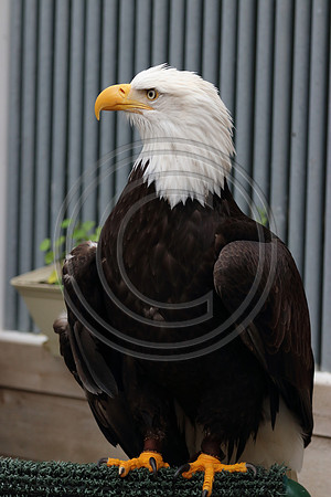 Alaskan Raptor Center