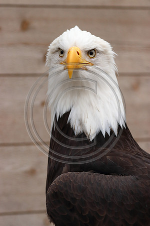 Alaskan Raptor Center