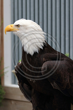 Alaskan Raptor Center