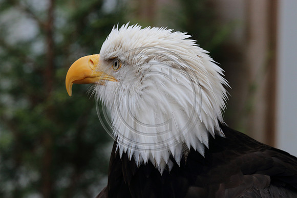 Alaskan Raptor Center