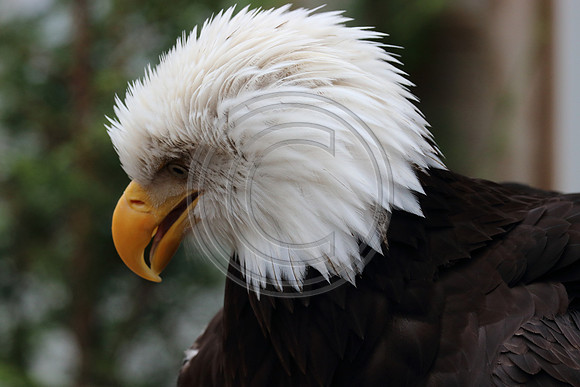 Alaskan Raptor Center