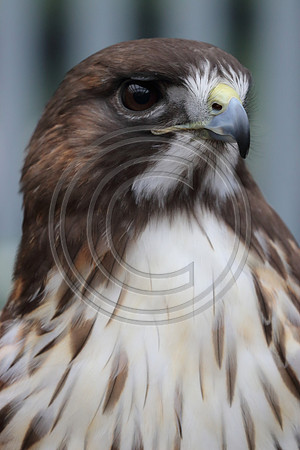 Alaskan Raptor Center