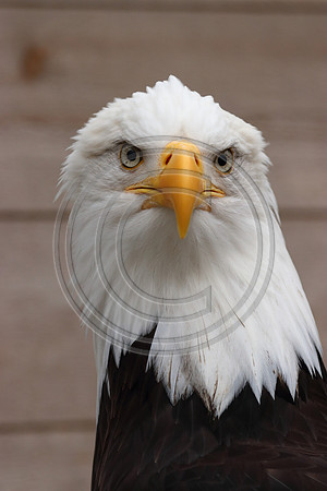Alaskan Raptor Center