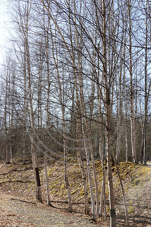 Alaska Pieline