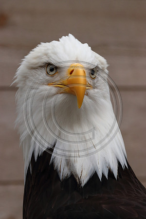 Alaskan Raptor Center