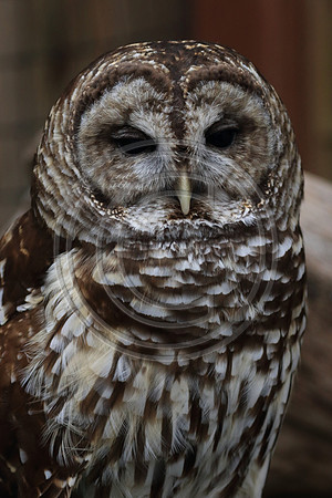 Alaskan Raptor Center