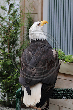 Alaskan Raptor Center