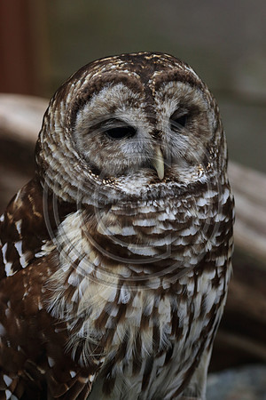 Alaskan Raptor Center