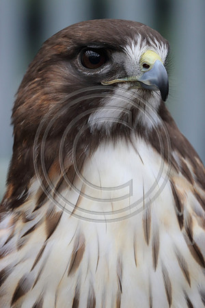 Alaskan Raptor Center