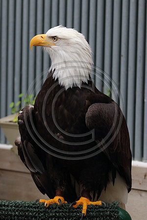 Alaskan Raptor Center