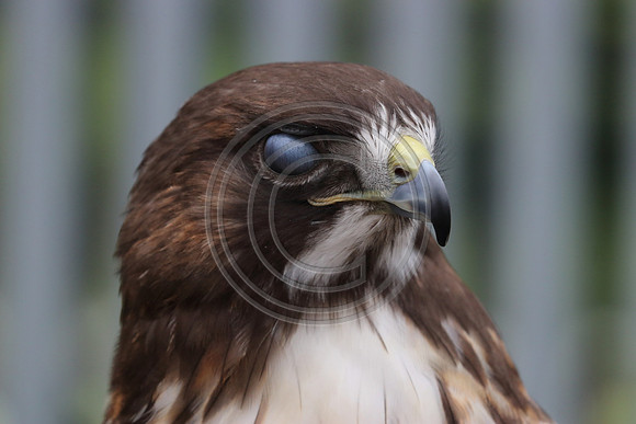 Alaskan Raptor Center