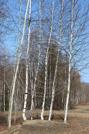Alaska Pieline